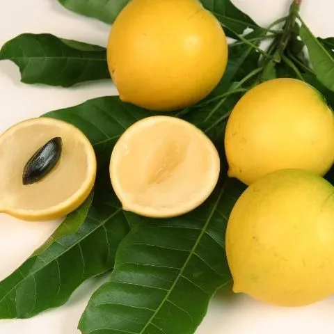 thumbnail for publication: Cultivando caimito en el jardín de su hogar en Florida